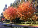 Lagerstroemia indica x fauriei 'Muskogee' - fall