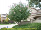 Lagerstroemia indica x fauriei 'Muskogee' - multitrunk 1