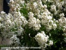 Lagerstroemia indica x fauriei 'Natchez' - standard