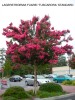 Lagerstroemia indica x fauriei 'Tuscarora' - standard