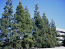 Pinus canariensis