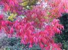 Pistacia chinensis - fall foliage