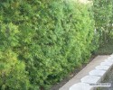 Podocarpus gracilior - screen planting