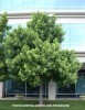 Podocarpus gracilior - standard