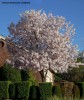 Prunus serrulata 'Akebono' - blooming