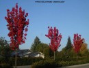 Pyrus calleryana 'Chanticleer'