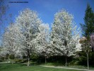 Pyrus calleryana hybrid - blooming