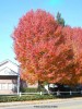 Pyrus calleryana hybrid - fall