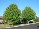 Pyrus calleryana