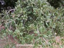 Quercus agrifolia - foliage