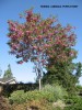 Robinia x ambigua 'Purple Robe' 1