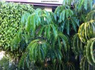 Schefflera foliage2