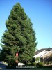 Sequoia sempervirens