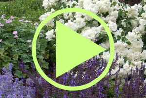 plant_video jeffwortham.com